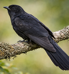 Black cuckoo