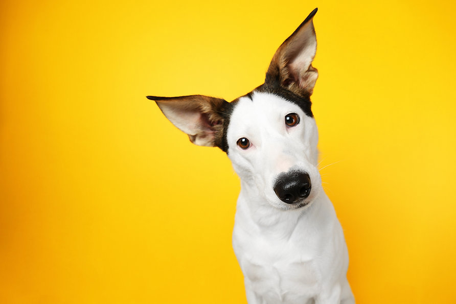 Pet Food Branding and Video Production by Pixsoul Media