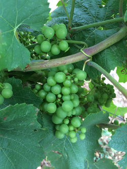 Stephanie's iPhone Pictures 2133