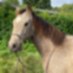 Miniaturbild: Pferd mit Zaumzeug und Halfter