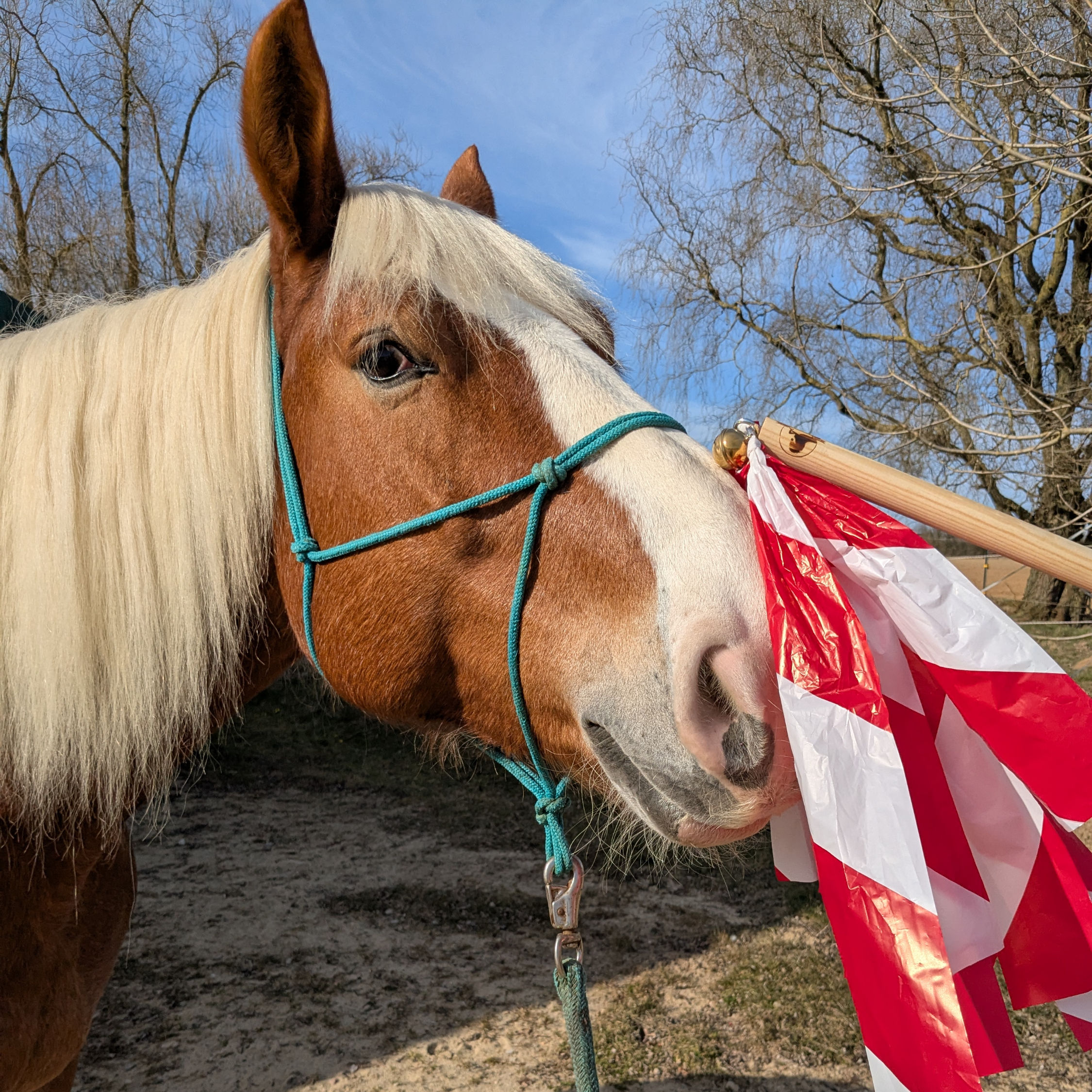 Lucky Horse Trainingsstab mit Flatterbändchen und Glöckchen