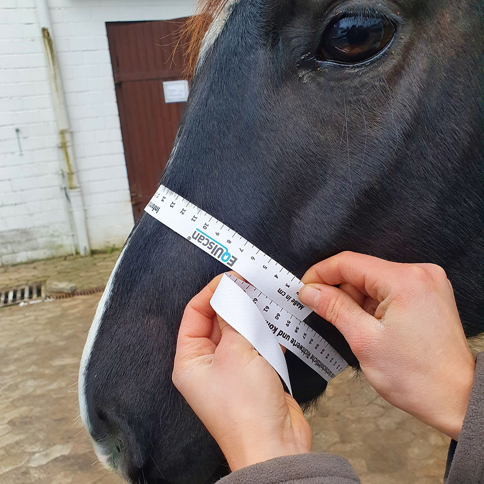 Miniaturbild: Pferdekopf messen