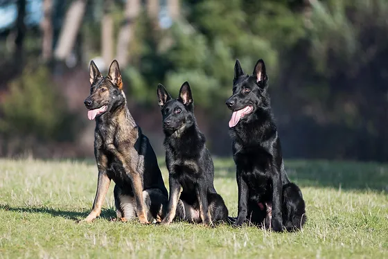 Dog Breeder Panzerhaus German Shepherds British Columbia