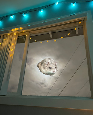 Pet Photography Final.jpg