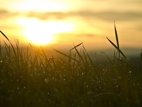 June Super New Moon: Making Space for What Wants to Grow