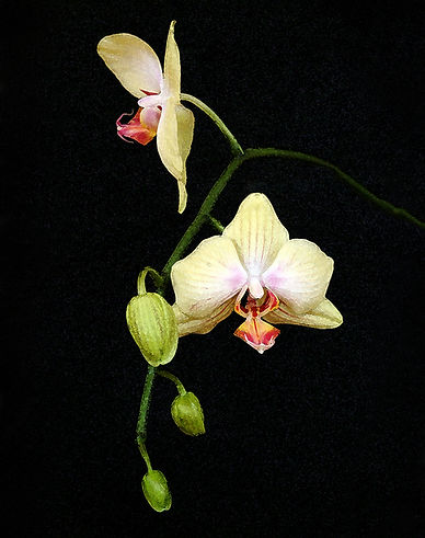 Phalaenopsis orchid, yellow orchid, wall art, flower image, bontanical image, moth orchid