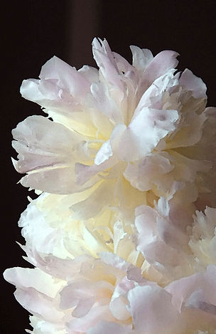 White Peony, floral photography, flower image, peony image