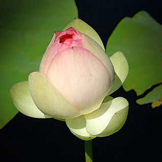 blooming water lily, water lily, flower photography, flower photos, floral prints, wall art