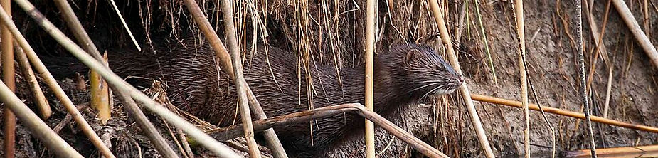 American_Mink_at_Cokeville_Meadows_NWR_(21451659891).jpg