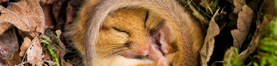 hazel-dormouse-hibernating-female-nest-alamy-dgjhr2-wild-dales-photography.jpg