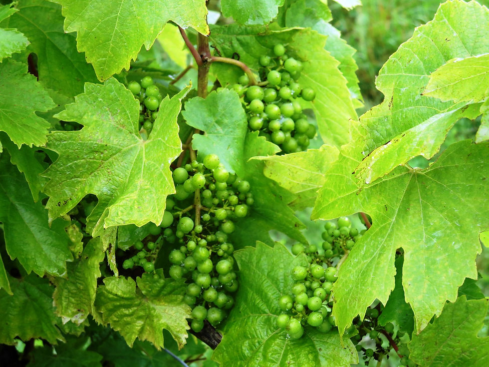 Young green grapes and vine leaves