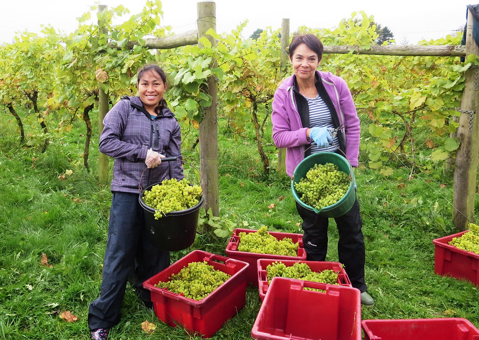 Grape harvesters with full buckets of green grapes