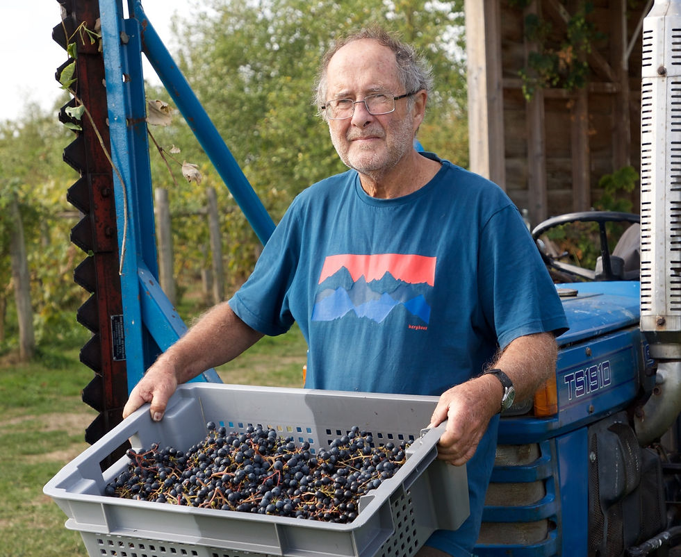 Vineyard owner carrying crate of grapes