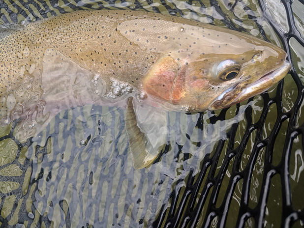 Trout caught on the Clark Fork River, resting in a net during a Clark Fork fly fishing trip in Montana.