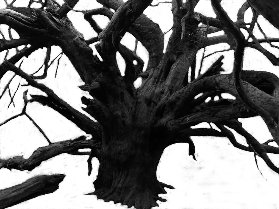 Dark Grove