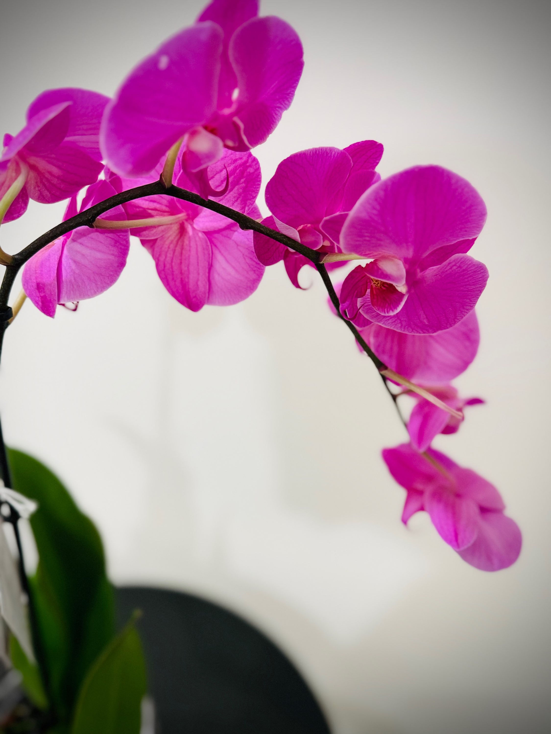 Phalaenopsis Orchid 5" 