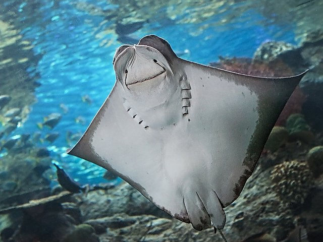 Aquarium of the Pacific in Long Beach