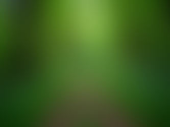 Explore the Best Staten Island Attractions