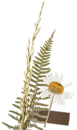 FLOWER 3.png
