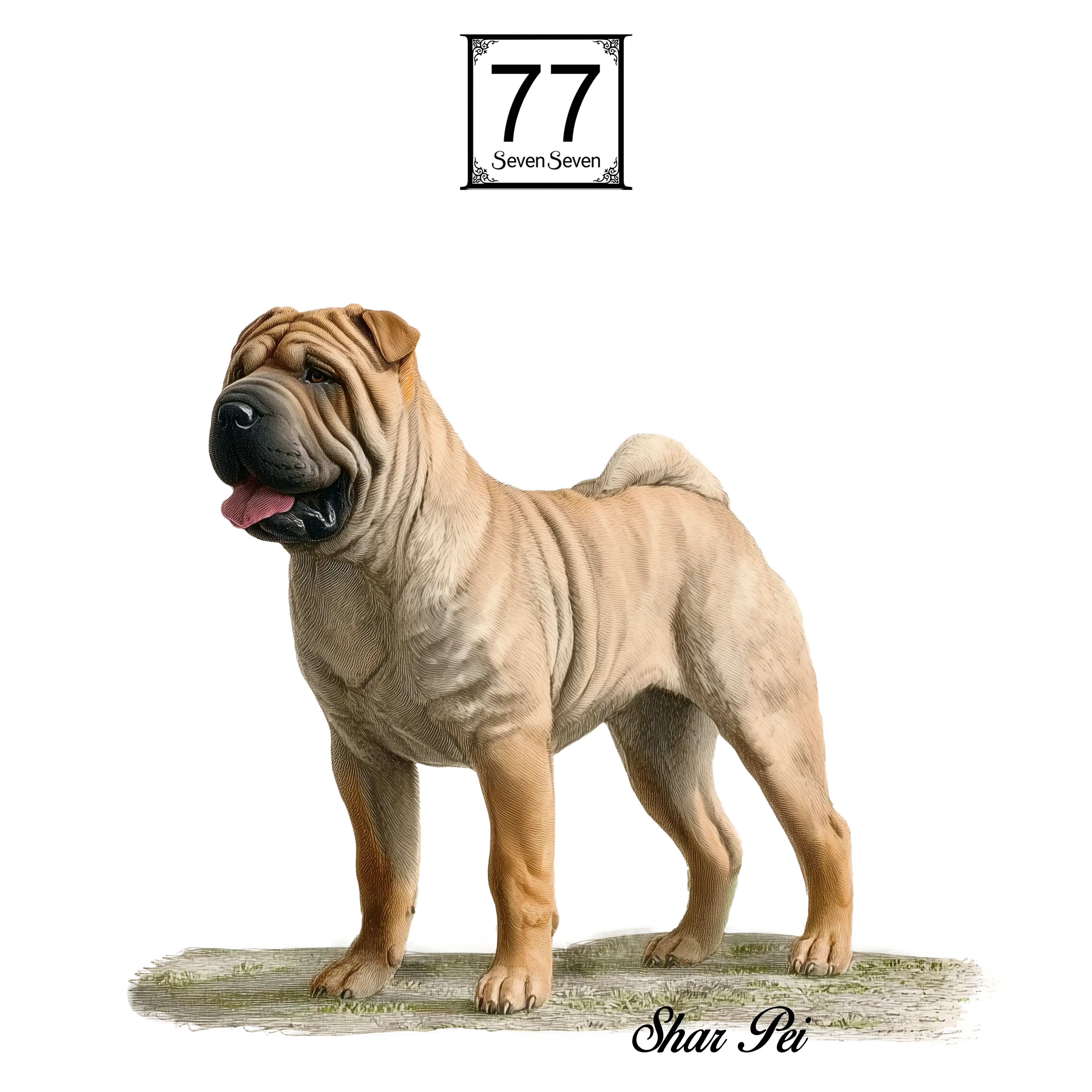 Shar Pei - cotton canvas tote bag