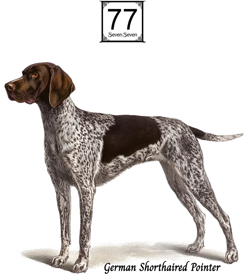 Miniatura: German Shorthaired Pointer - cotton canvas tote bag