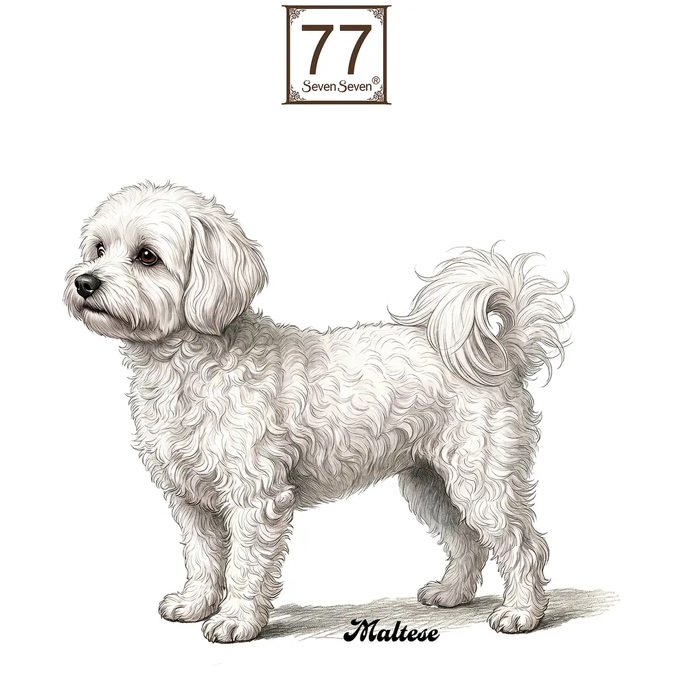 Miniatura: Maltese Dog (Dog of Malta) - cotton canvas tote bag