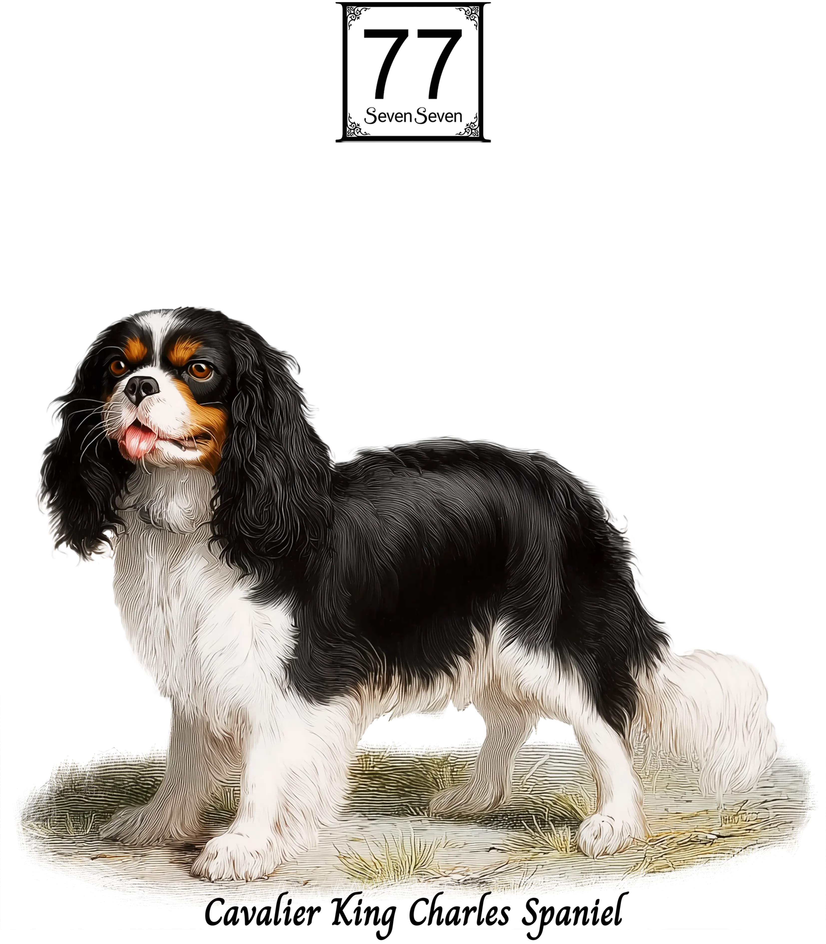 Cavalier King Charles Spaniel - bawełniana torba canvas