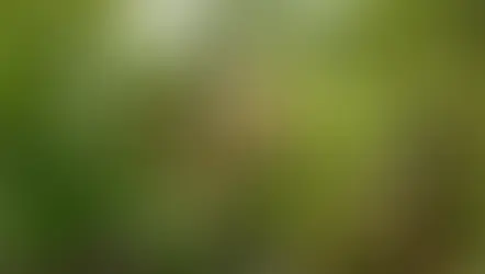 Surrealista Xilitla