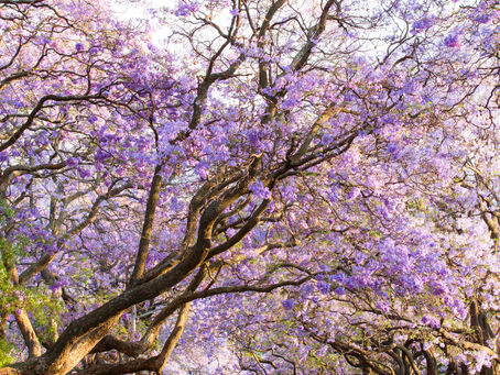 Las jacarandas, símbolo de la primavera en México