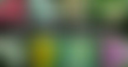 Plantas hermosas, plantas que “matan”