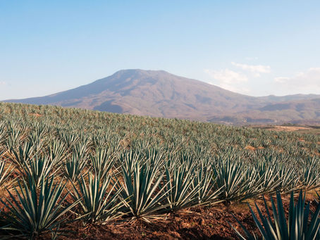 Tequila: una industria en constante transformación