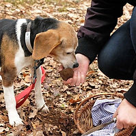 truffle-dog-3828347_640.jpg
