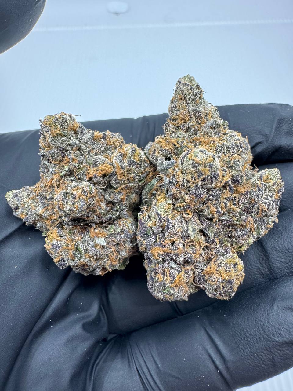 Rainbow Latte Indoor