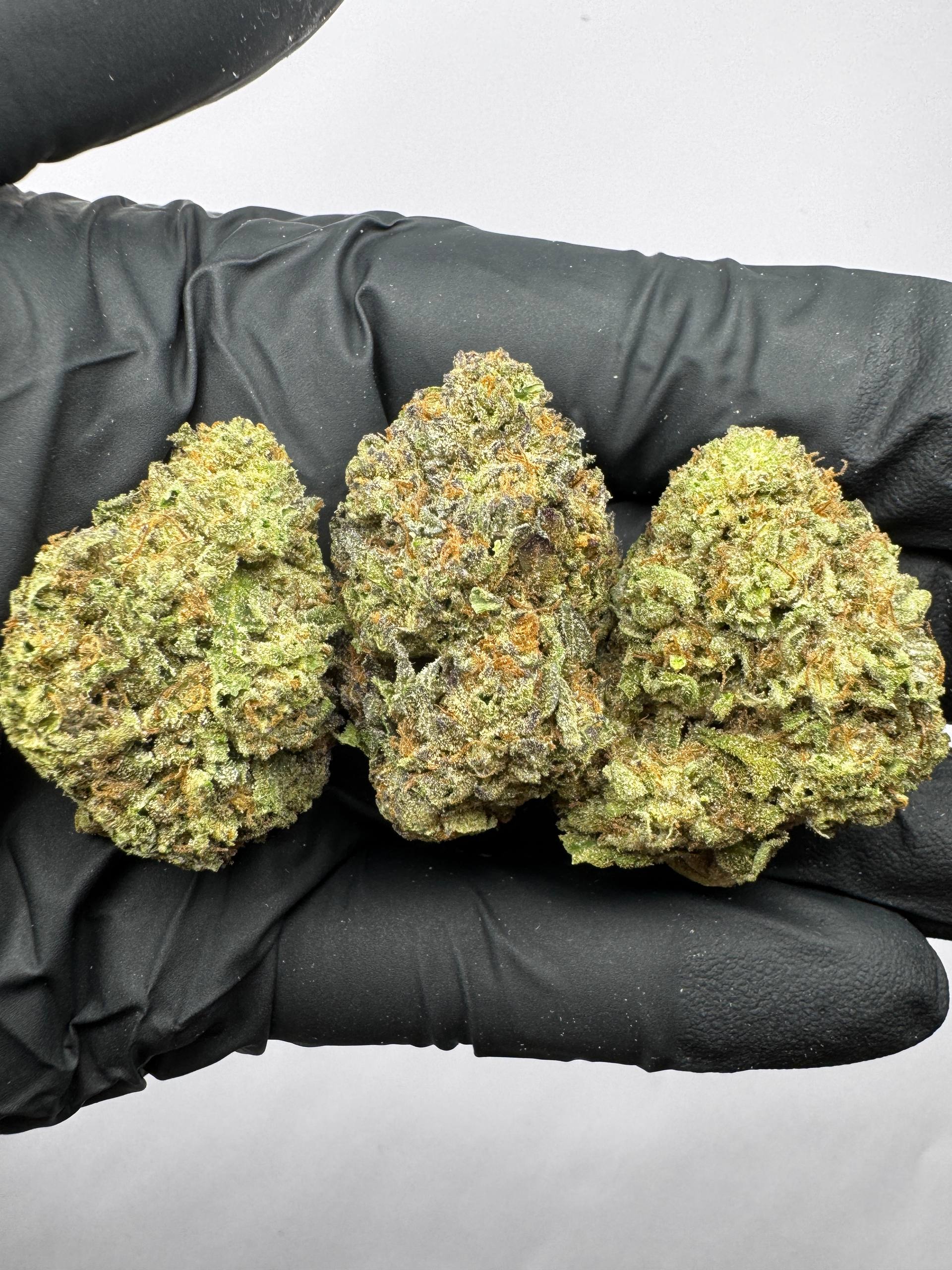 Apple Fritter (Exotic)