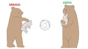 Como carregar um coelho corretamente?