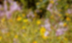 Laba Bush Thermal Spa Flowers