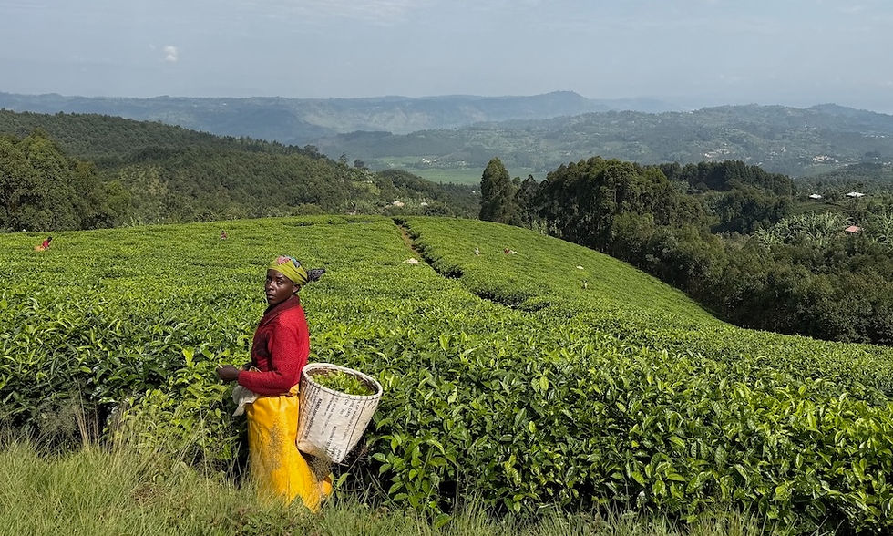 Songa Icyayi Tea Plantation