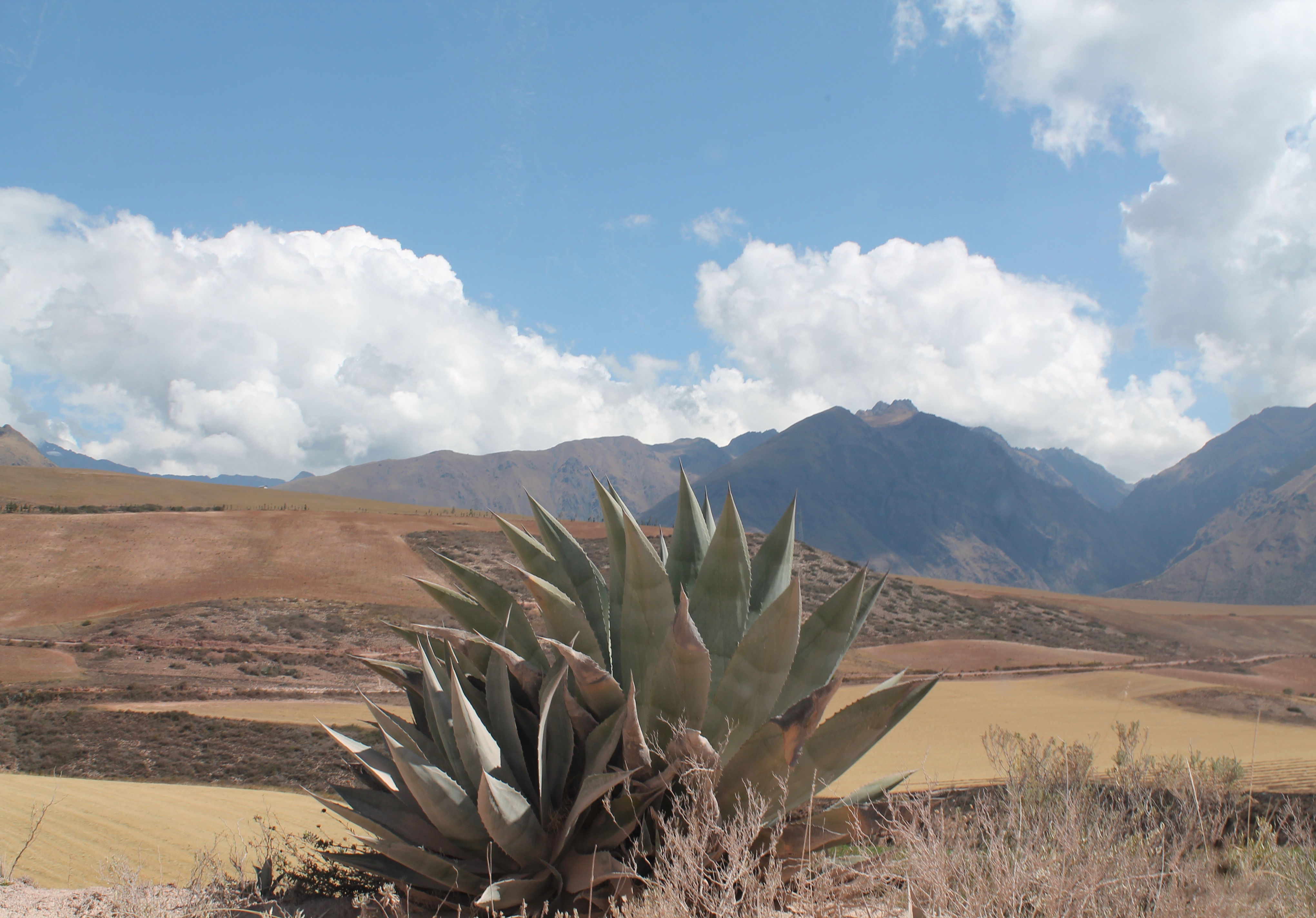 Cacti in The Sacred Valley