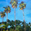 Thumbnail: Palm Trees