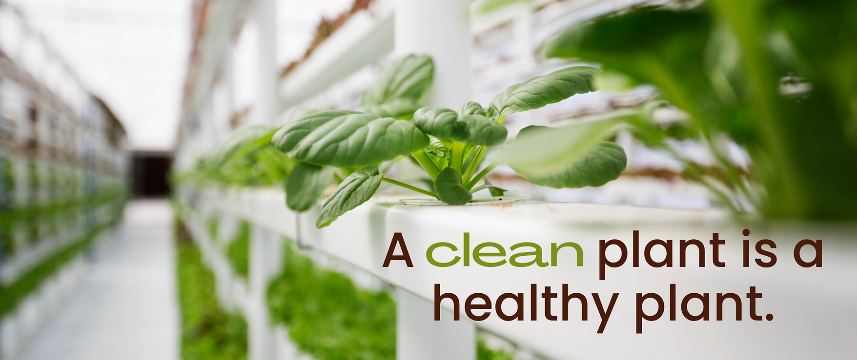A clean plant is a healthy plant.png