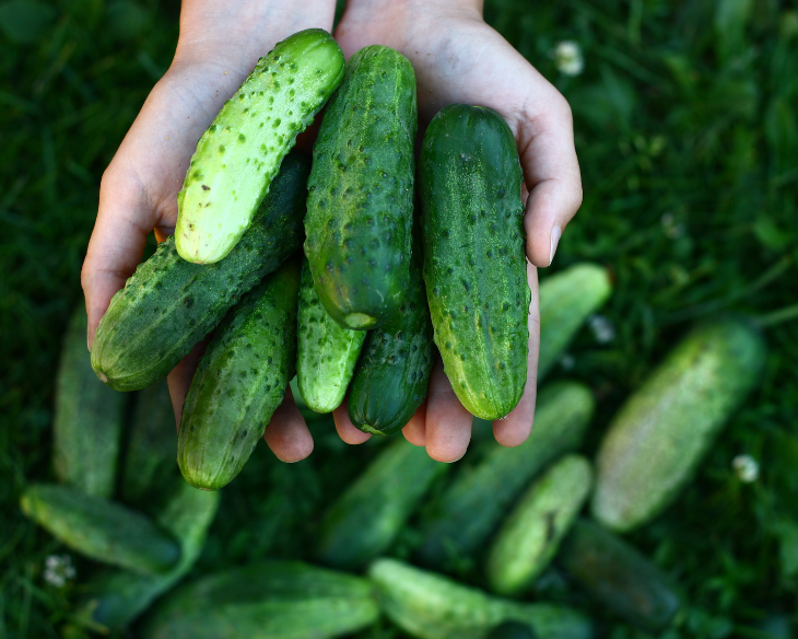 Safegrow AG - cucumbers in hand-mobile.png