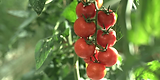 tomato plants.png