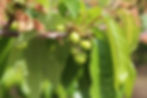 Ripe Cherries