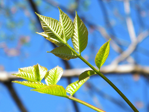 Mitigating The Cost Of Tree Disease