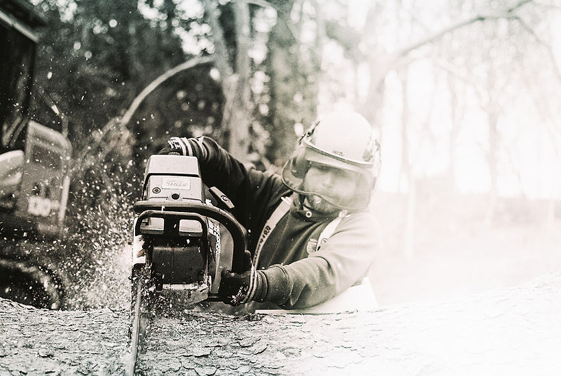 Tree Surgery Services Northumberland