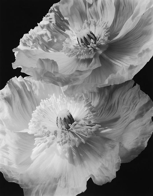 Poppy by Yoichiro Nishimura.jpg