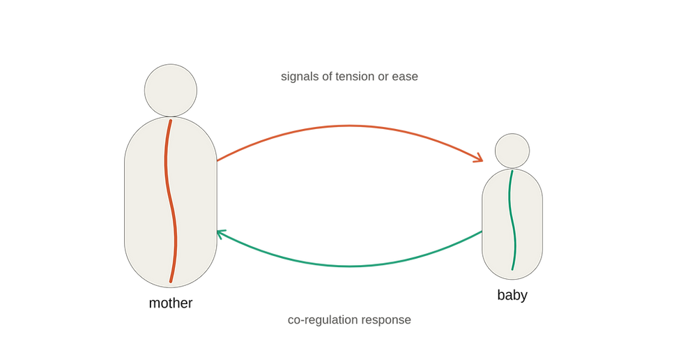 co-regulation loop between mother and baby nervous systems