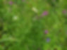 Oxeye and Knapweed.jpg
