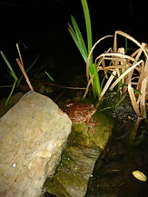 Toad - Phil Comelio.jpg