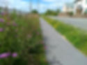 Loddiswell wildflower bank 2.jpg